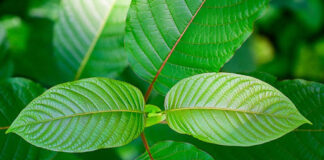 How to Answer Frequently Asked Questions about Kratom?