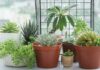 Succulents Indoors